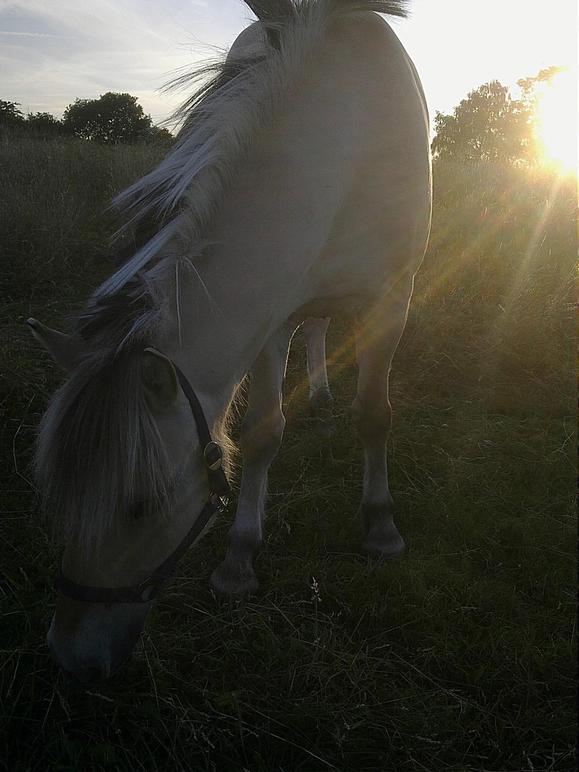 Fjordhest Donald billede 17