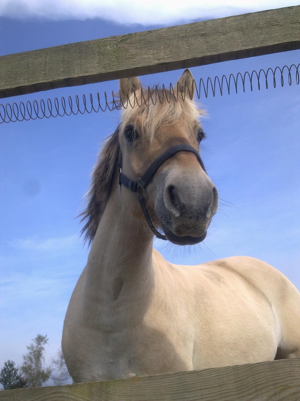 Fjordhest Donald billede 18