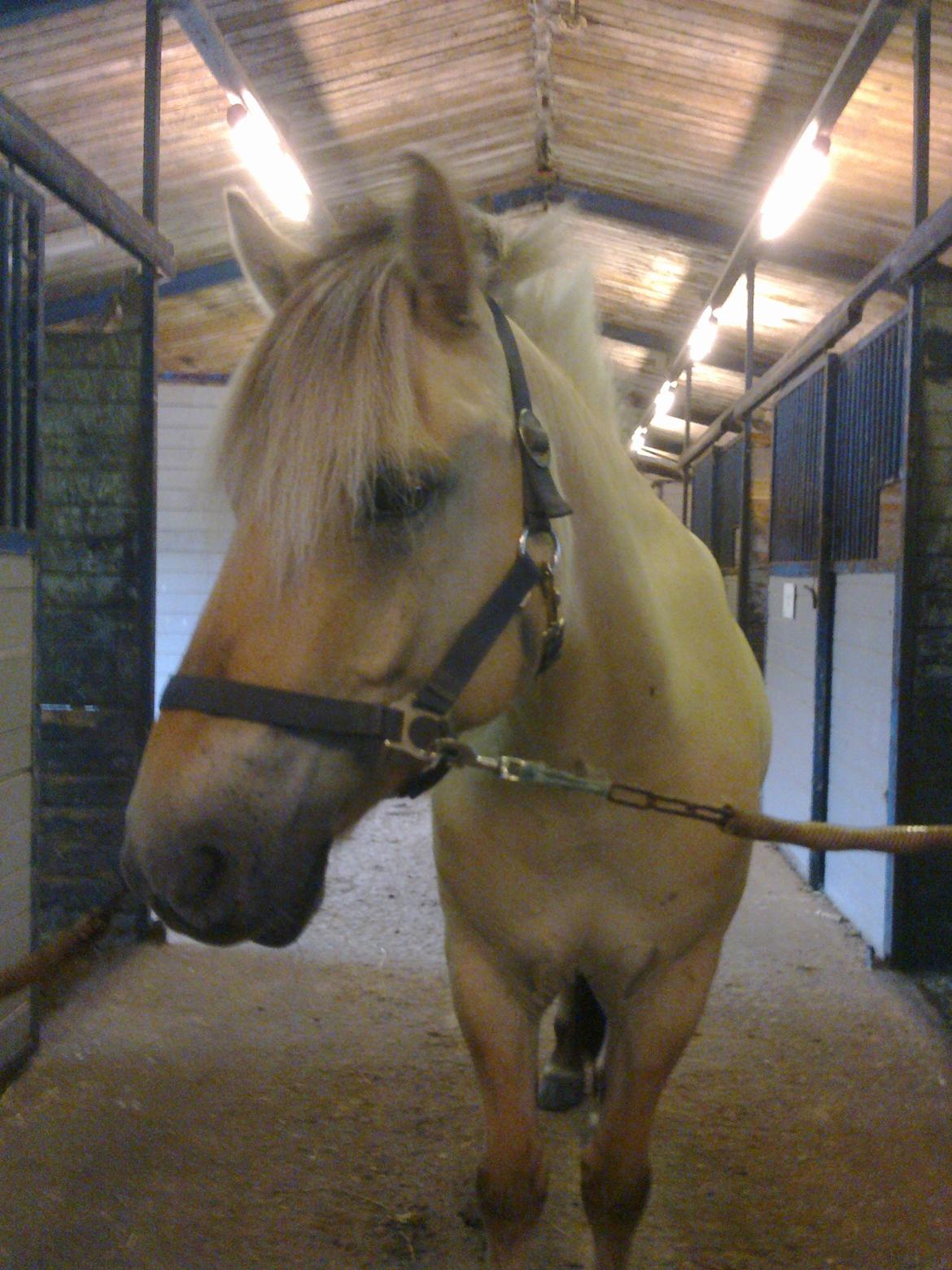 Fjordhest Donald billede 19