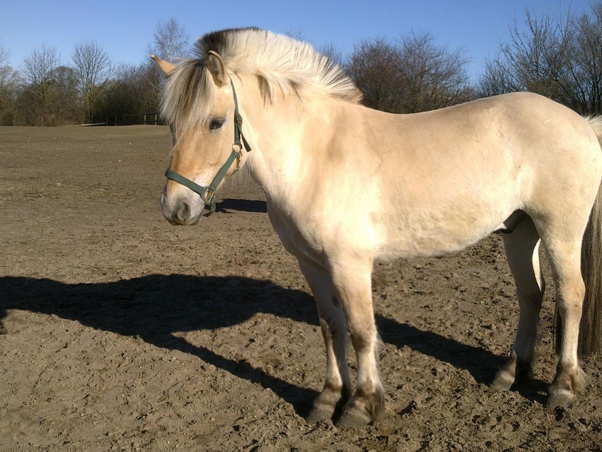 Fjordhest Donald billede 20