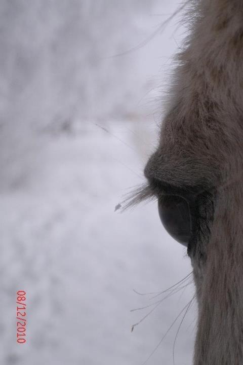 Anden særlig race Junker <3 - Vinter 2010. Min lille øjesten!<3 billede 13