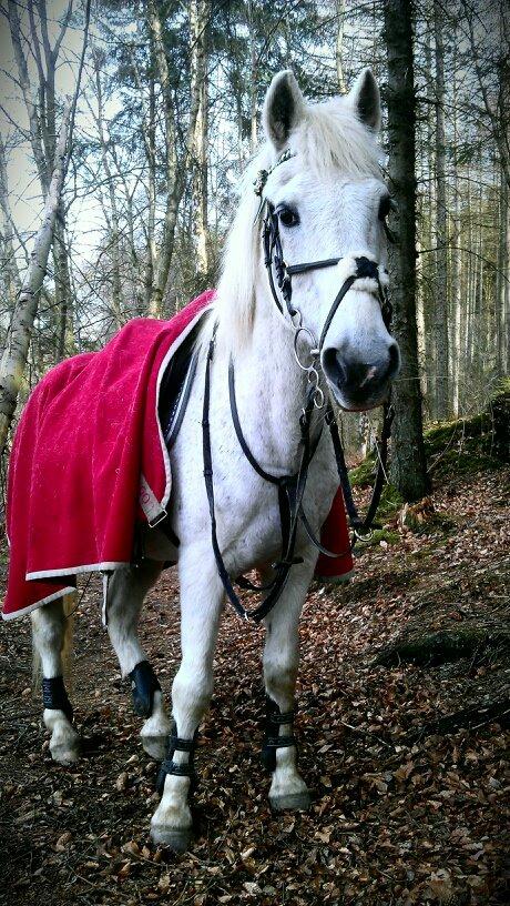 Anden særlig race Junker <3 - Jeg ved, at jeg altid dig ved min side, og du ved, at du altid har mig ved din side! billede 15