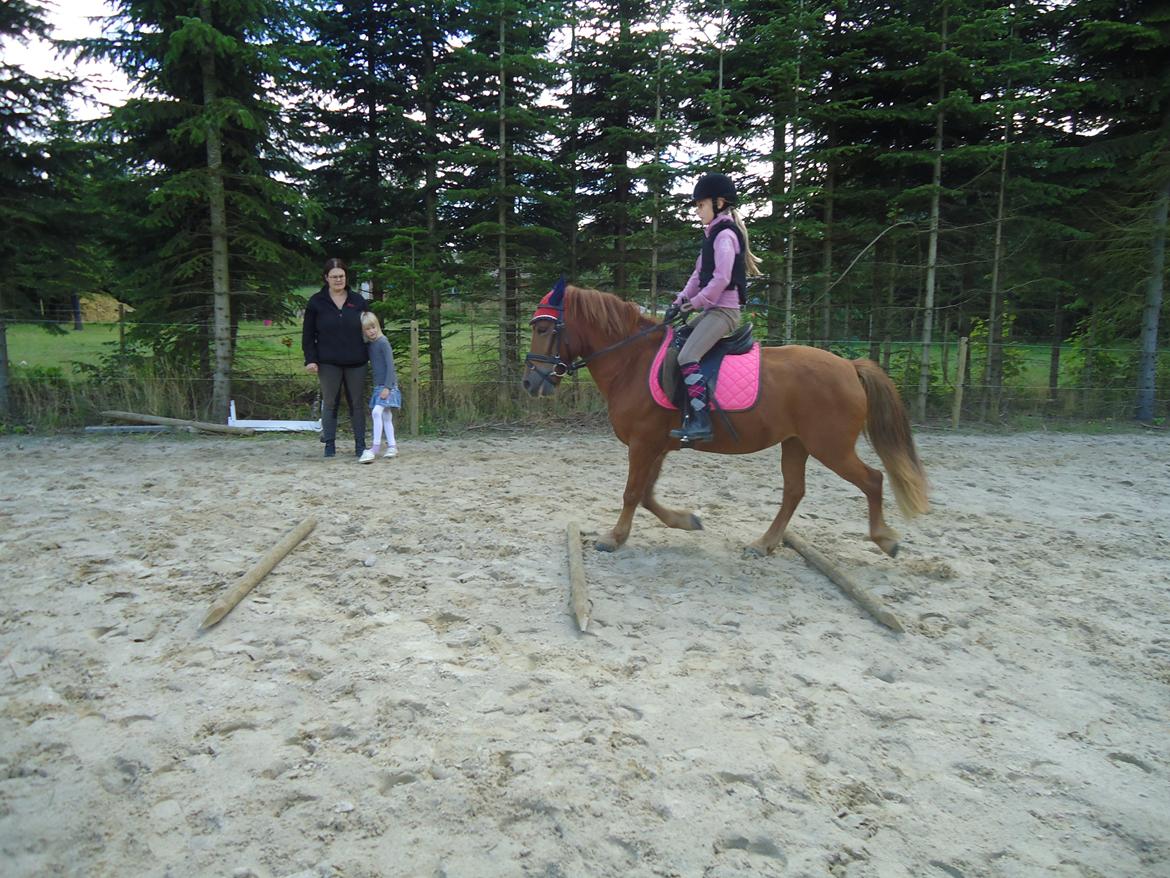 Anden særlig race Rosa - Ida og Rosa billede 11
