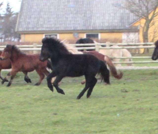 Islænder Ávaldi fra Ny Amtoftgaard billede 6