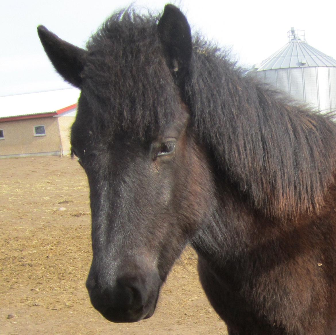 Islænder Ávaldi fra Ny Amtoftgaard billede 9