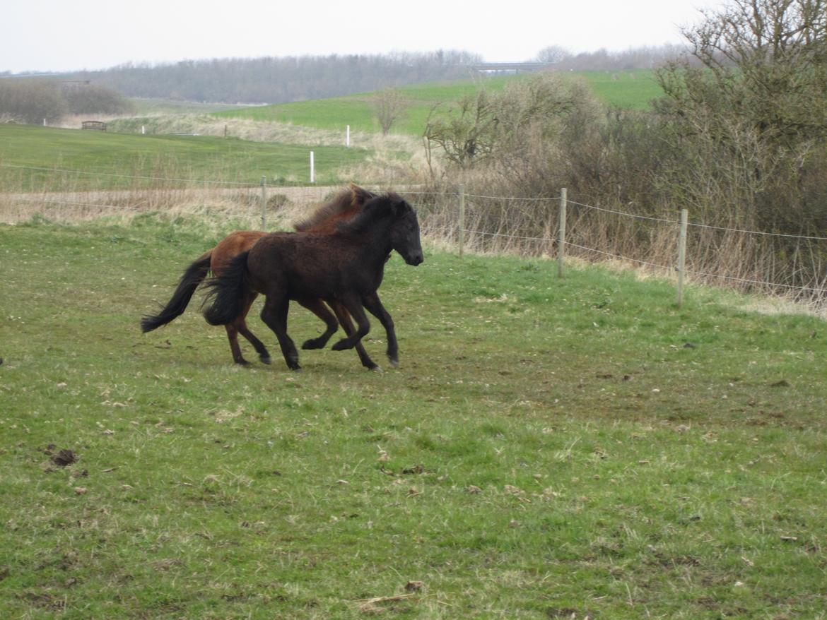 Islænder Ávaldi fra Ny Amtoftgaard billede 11