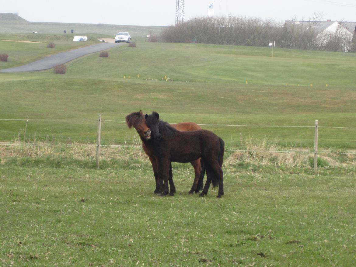 Islænder Ávaldi fra Ny Amtoftgaard billede 12