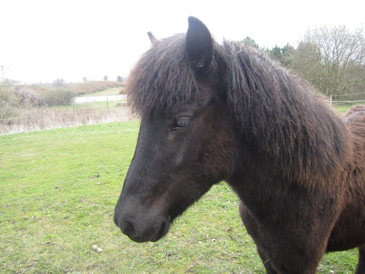 Islænder Ávaldi fra Ny Amtoftgaard billede 15