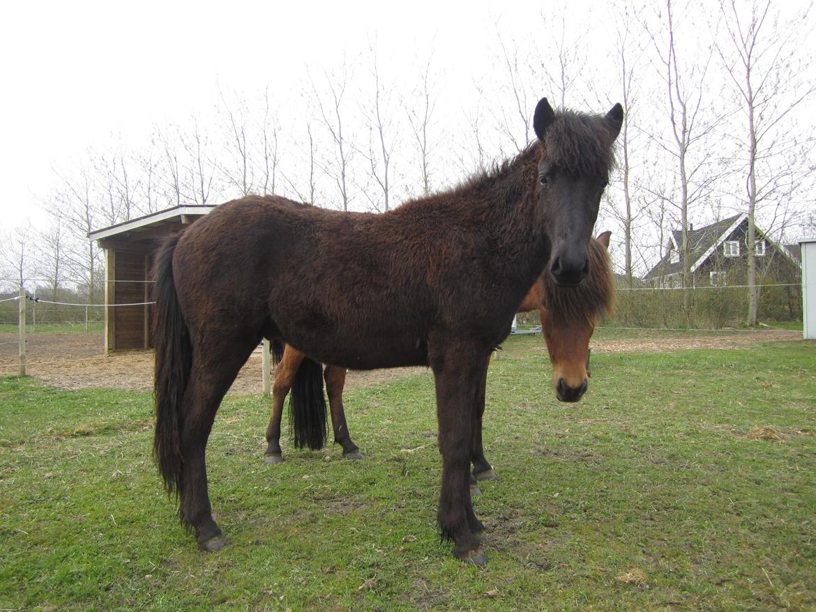 Islænder Ávaldi fra Ny Amtoftgaard billede 16