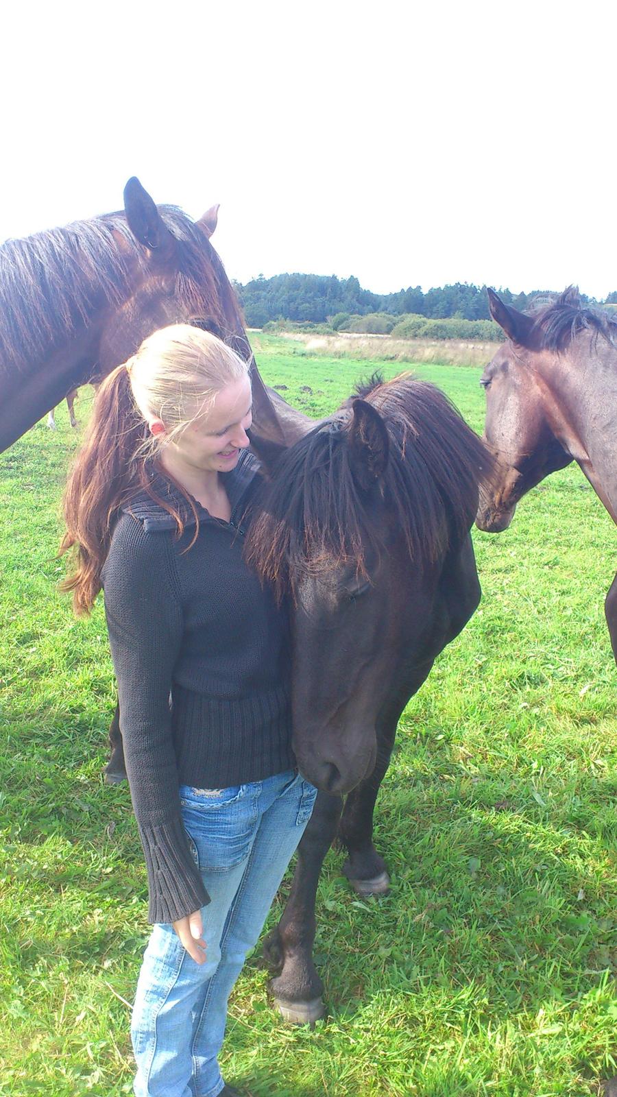 Frieser Klaas *Bæstet* - Dejlige moar :) billede 5