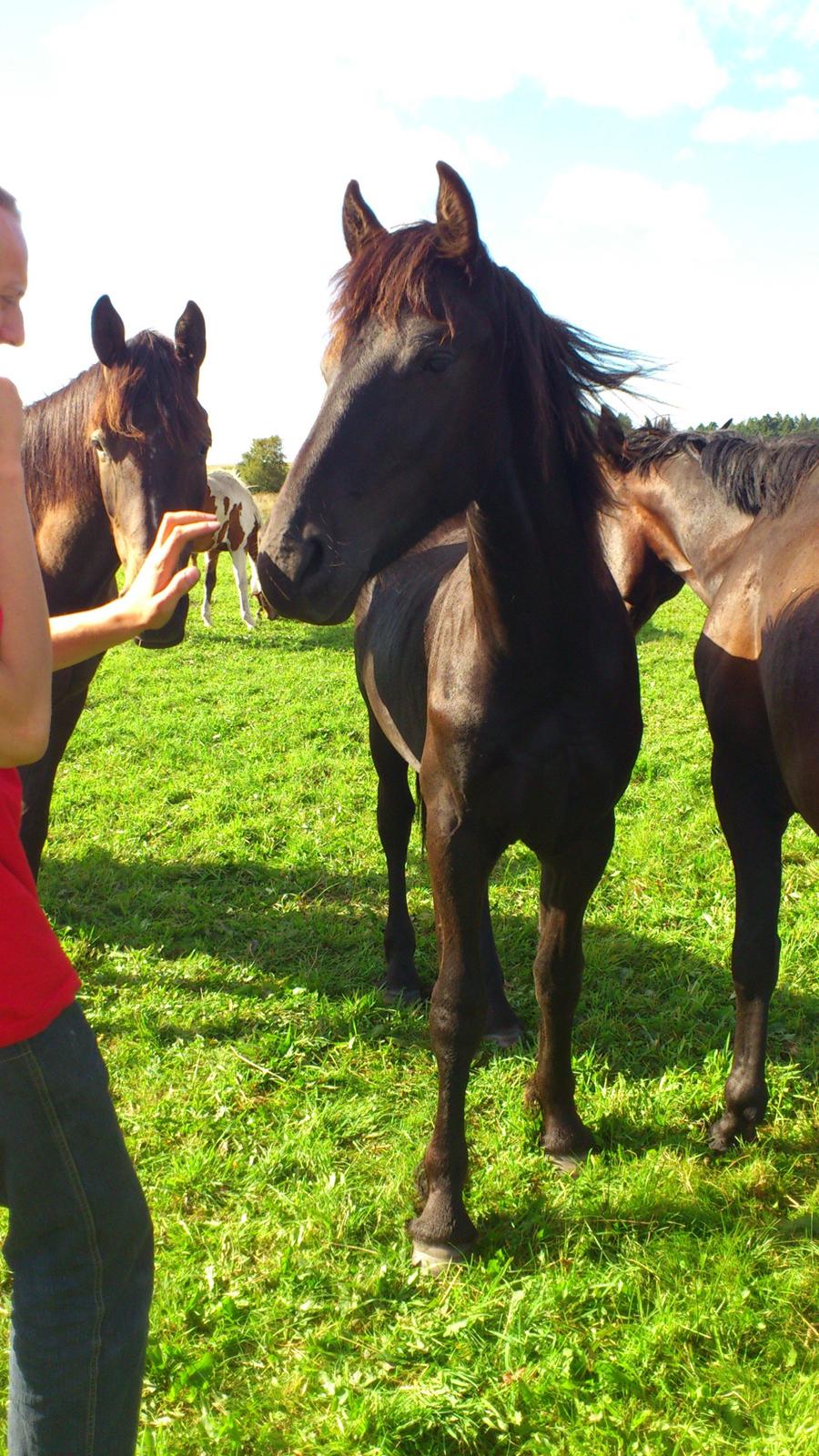 Frieser Klaas *Bæstet* - Og det virkede :) Kasper kunne ikke stå for hans øjne så han kom tilbage og kløede ham selvom han snakkede i telefon :) billede 14