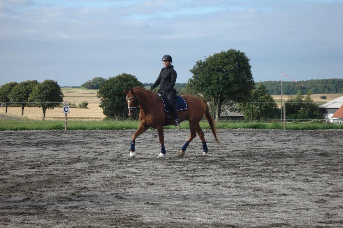 Hannoveraner | Werber Welt - Dressurtræning 1/9-12... billede 2
