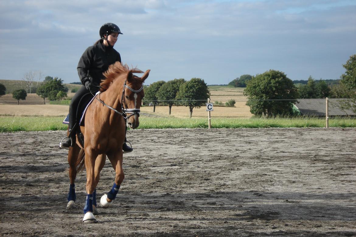 Hannoveraner | Werber Welt - Dressurtræning 1/9-12... billede 3