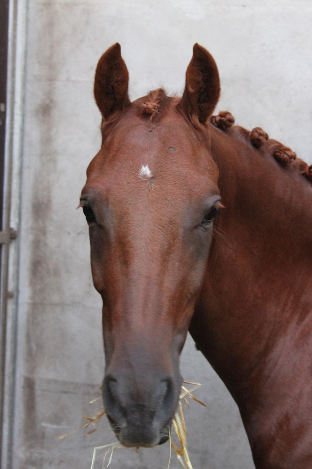 DSP Floridor - smuk smuk!:-) billede 1