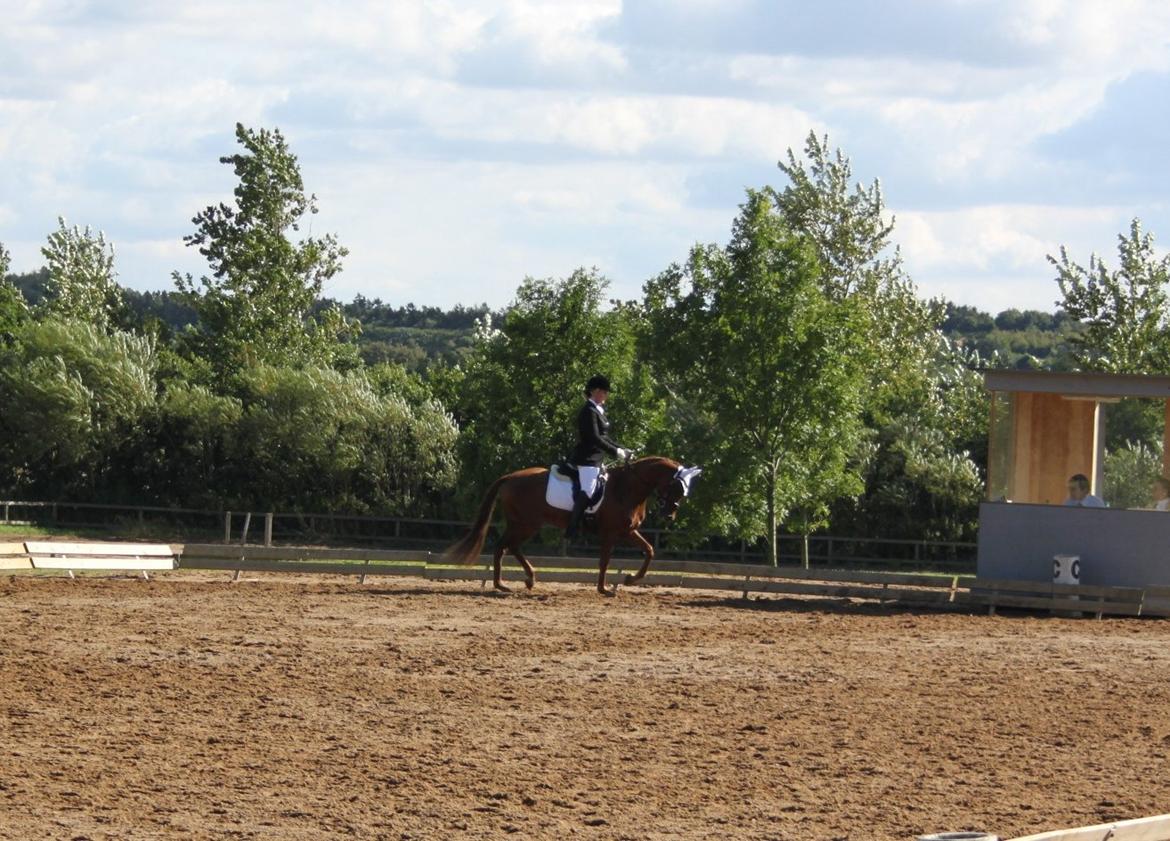 DSP Floridor billede 13