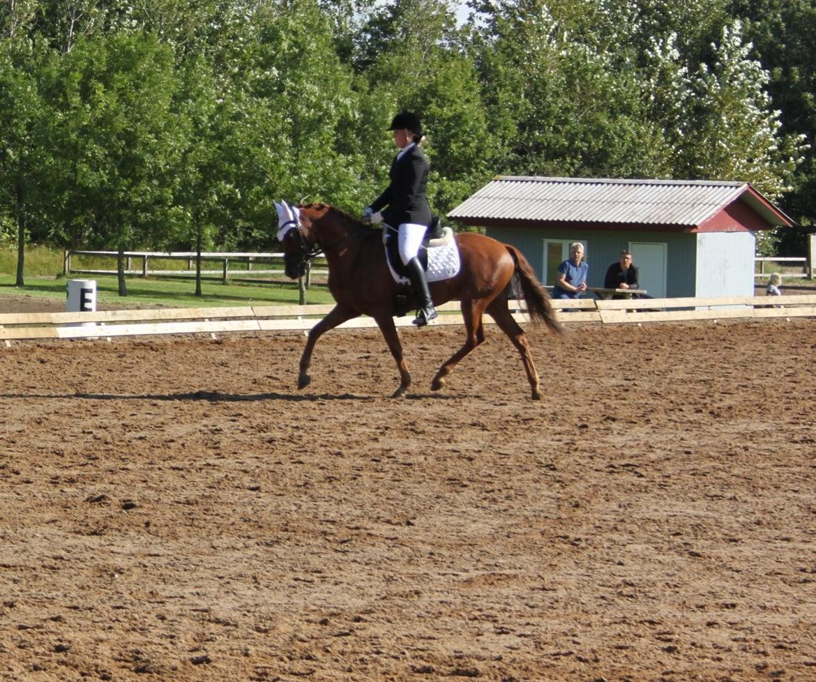 DSP Floridor billede 14