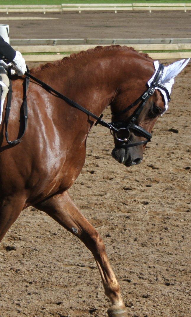 DSP Floridor billede 15