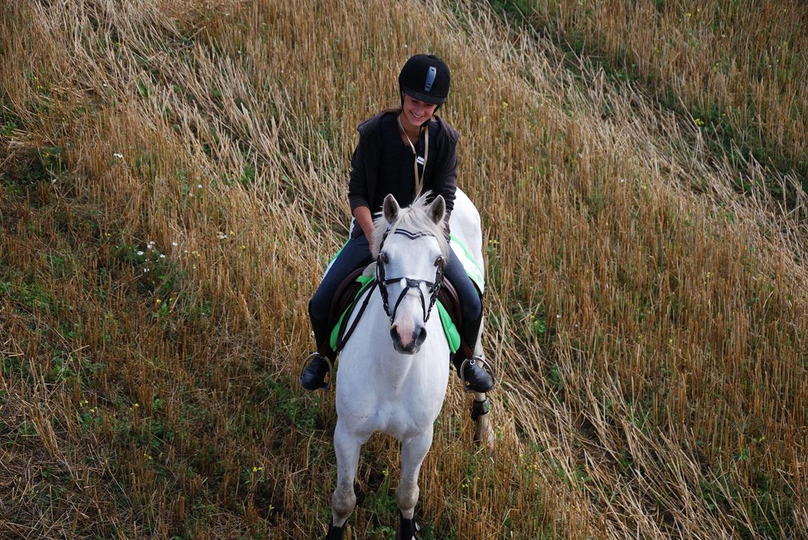 Irsk Sportspony Rahscanlon Lad  - White beauty - - Du er sku' dejlig pony :) <3 billede 15