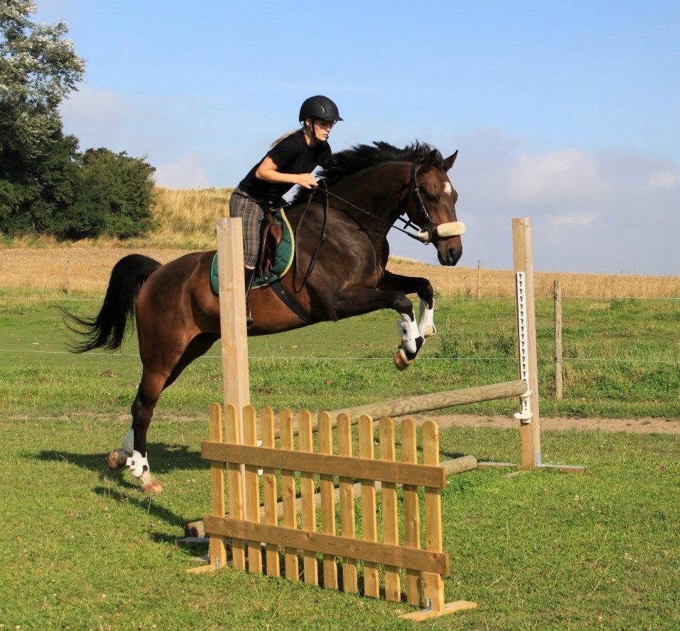Dansk Varmblod La'cour De'lux - D. 29/8 2012, Fotograf: Lene Særmark billede 13