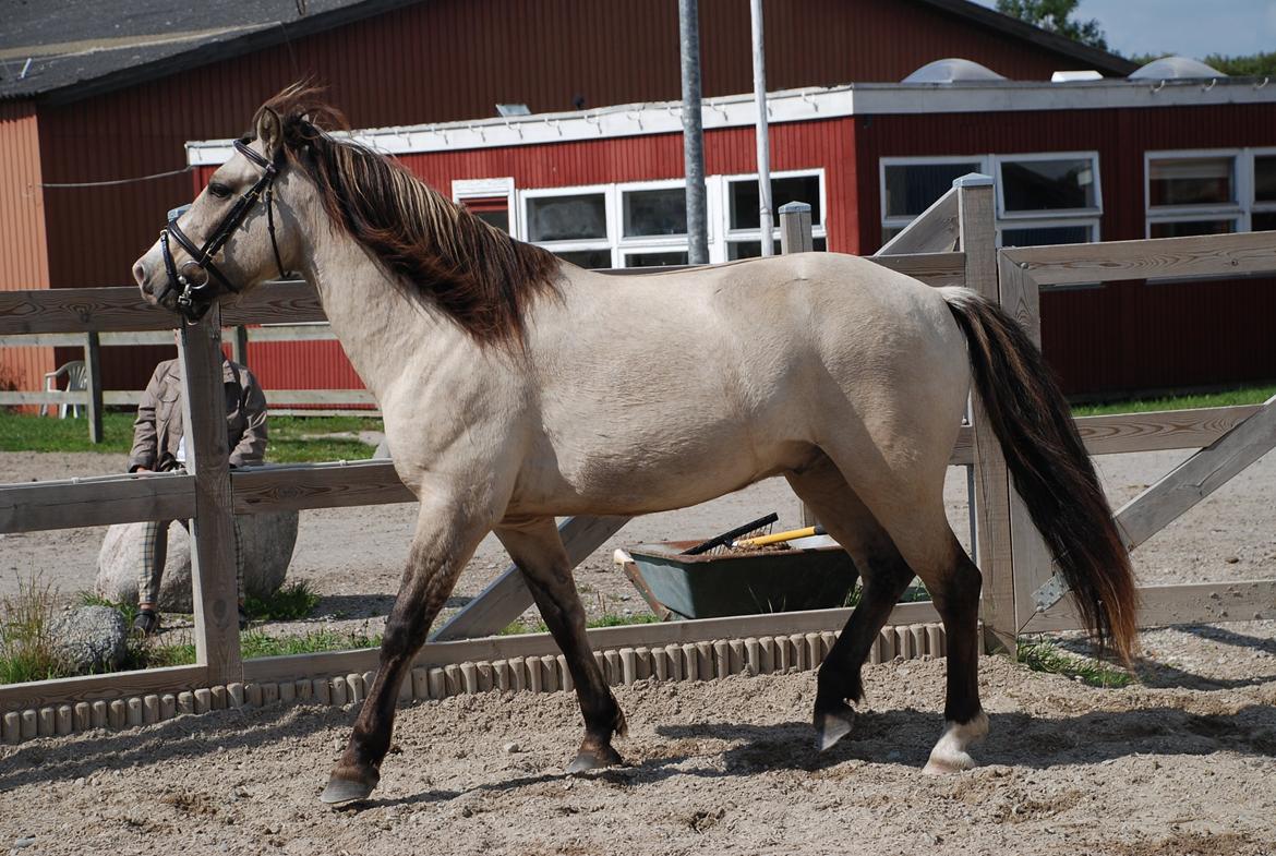 Anden særlig race Snif billede 13