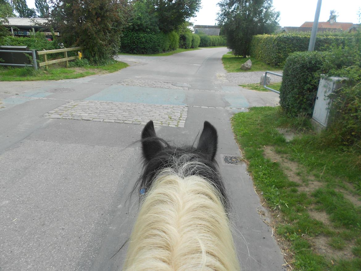 Irish Cob Plet (Hotspot<3) - På tur :)<3 Den 01.09.12  billede 9