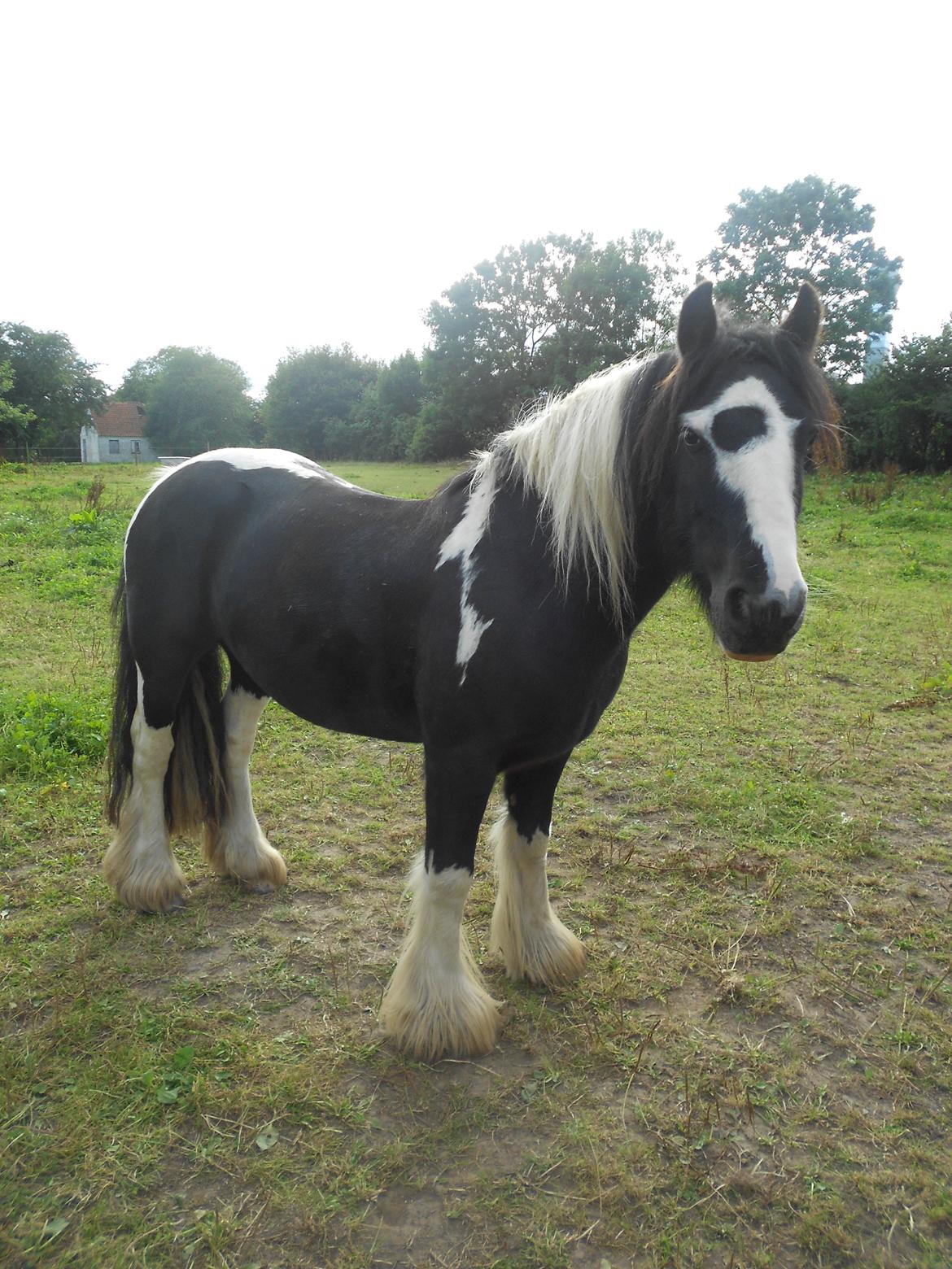 Irish Cob Plet (Hotspot<3) - Smukke Plet :)<3  Taget den: 01.09.12 :) billede 10