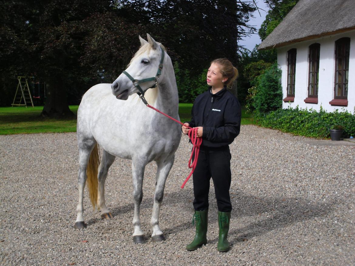 Welsh Partbred (Sec F) Klintholms Miss Shania - Den dag Shania kom<3 billede 2
