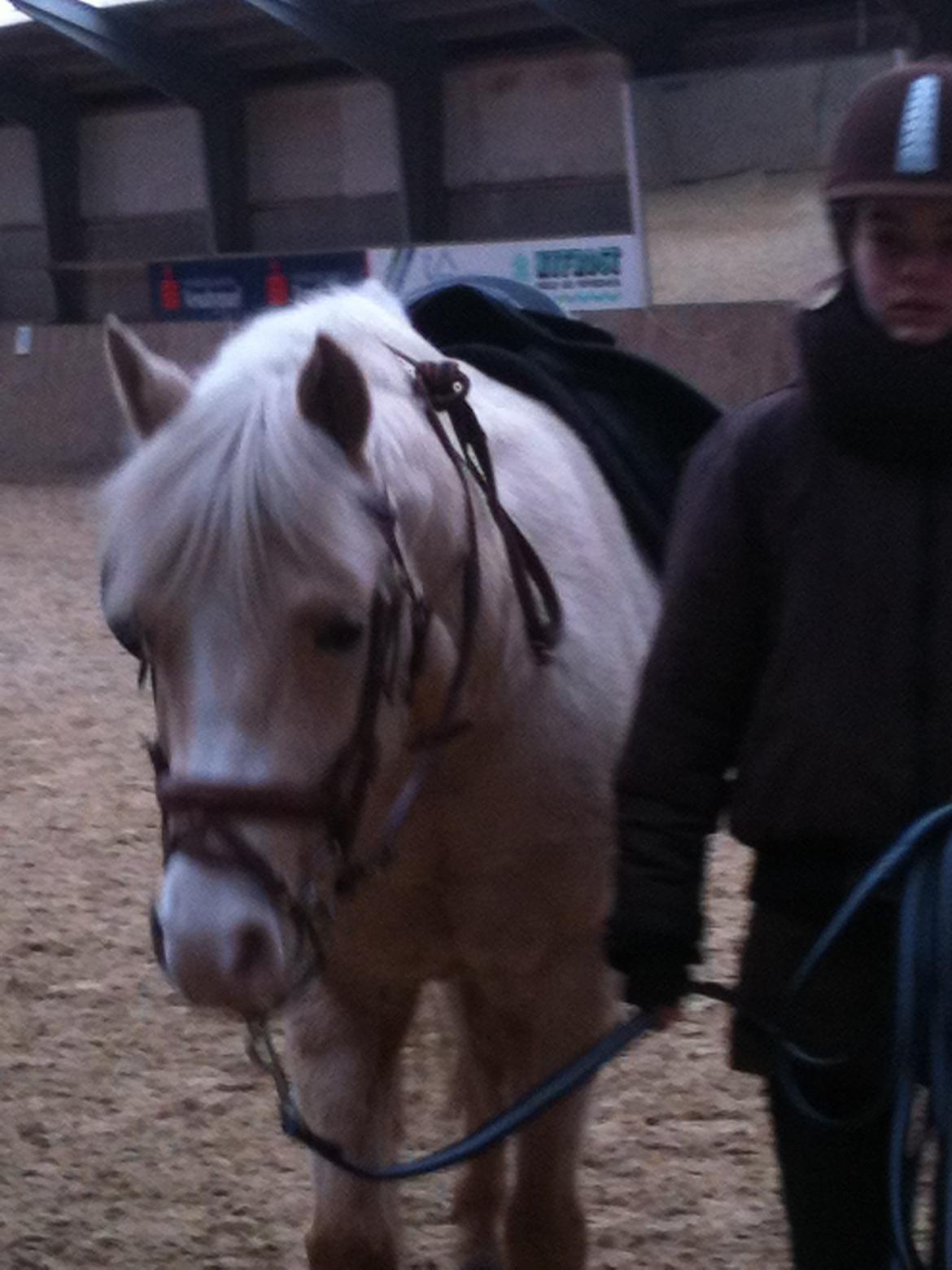 Anden særlig race mille<3 - det var den første dag vi var ude med Mille<3 billede 1