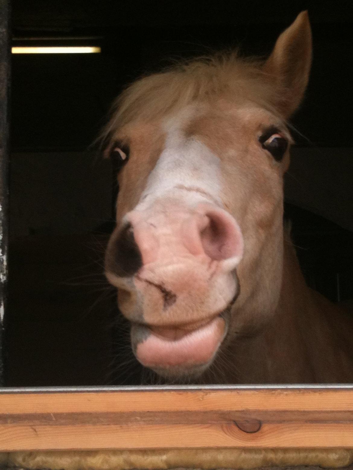Anden særlig race mille<3 billede 4