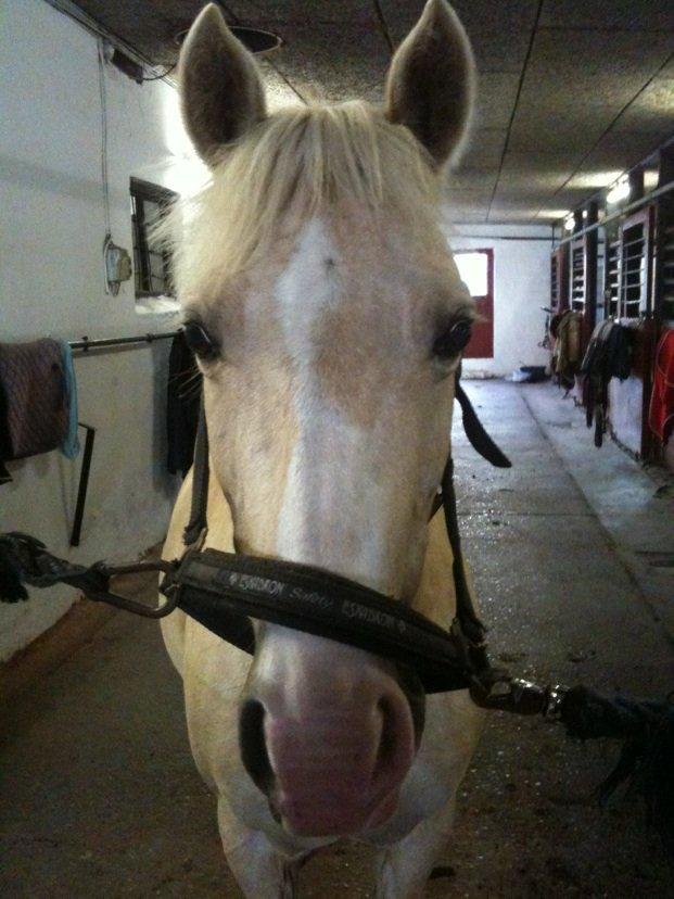 Anden særlig race mille<3 billede 12