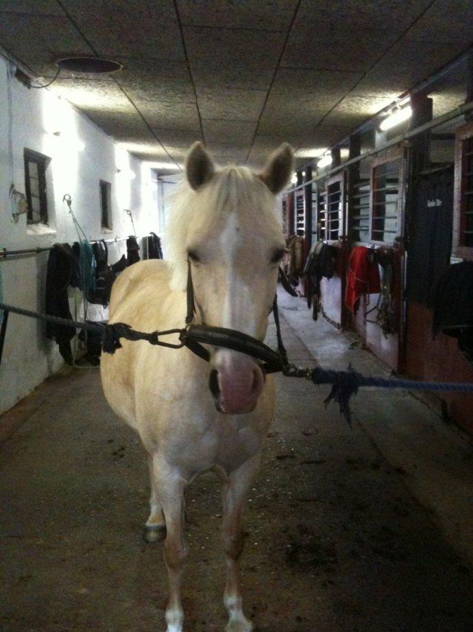 Anden særlig race mille<3 - hygger på staldgangen fra billede 11 til 15<3 billede 11