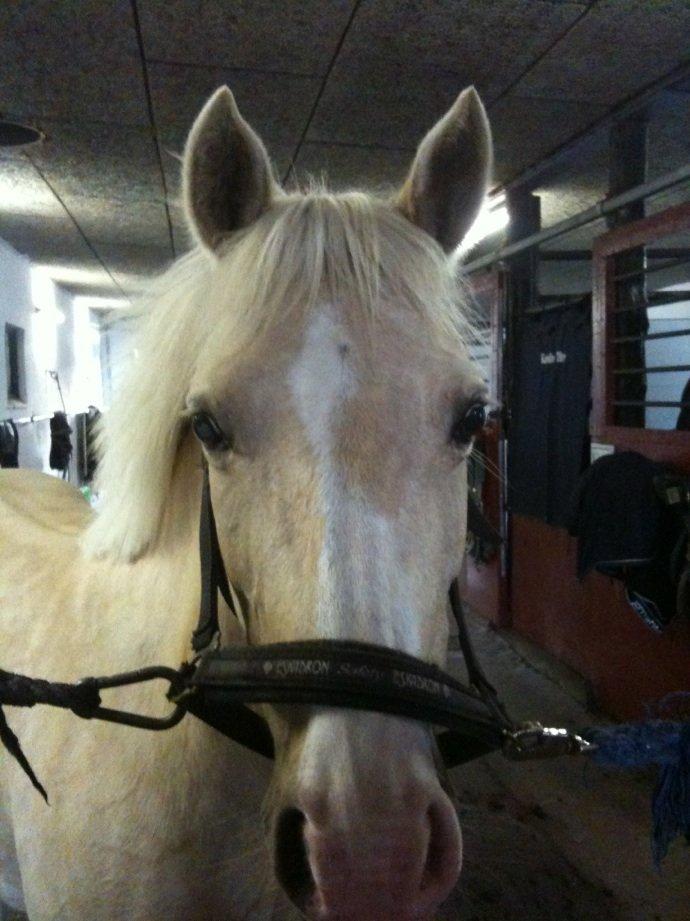 Anden særlig race mille<3 billede 13
