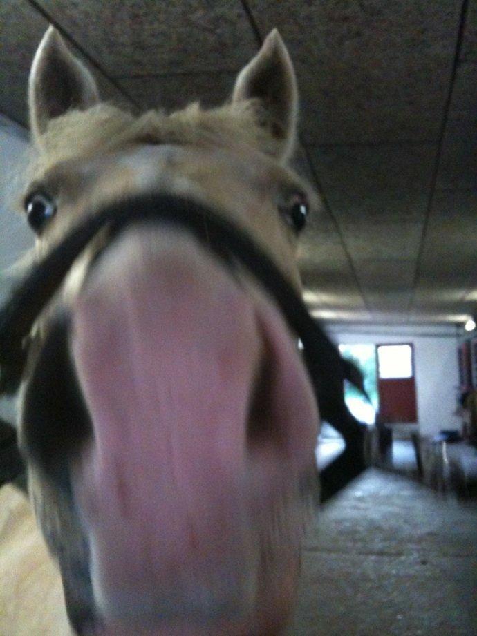 Anden særlig race mille<3 billede 14