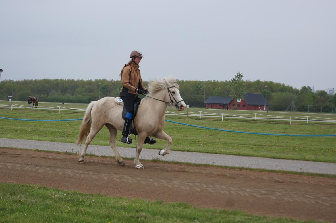 Islænder Sif fra sdr. Marken billede 13