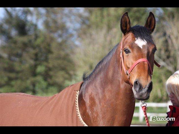 Dansk Varmblod Gurkemeje Brunshøj (himmel hest <3 )  billede 1