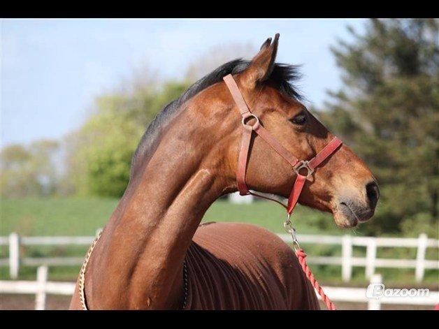 Dansk Varmblod Gurkemeje Brunshøj (himmel hest <3 )  billede 2