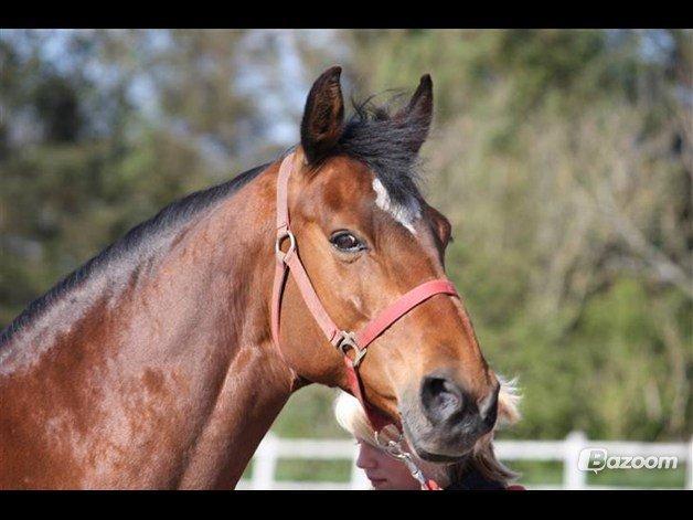 Dansk Varmblod Gurkemeje Brunshøj (himmel hest <3 )  billede 3
