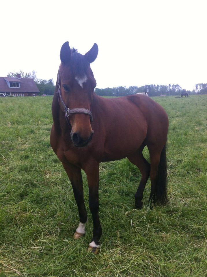 Dansk Varmblod Gurkemeje Brunshøj (himmel hest <3 )  billede 4