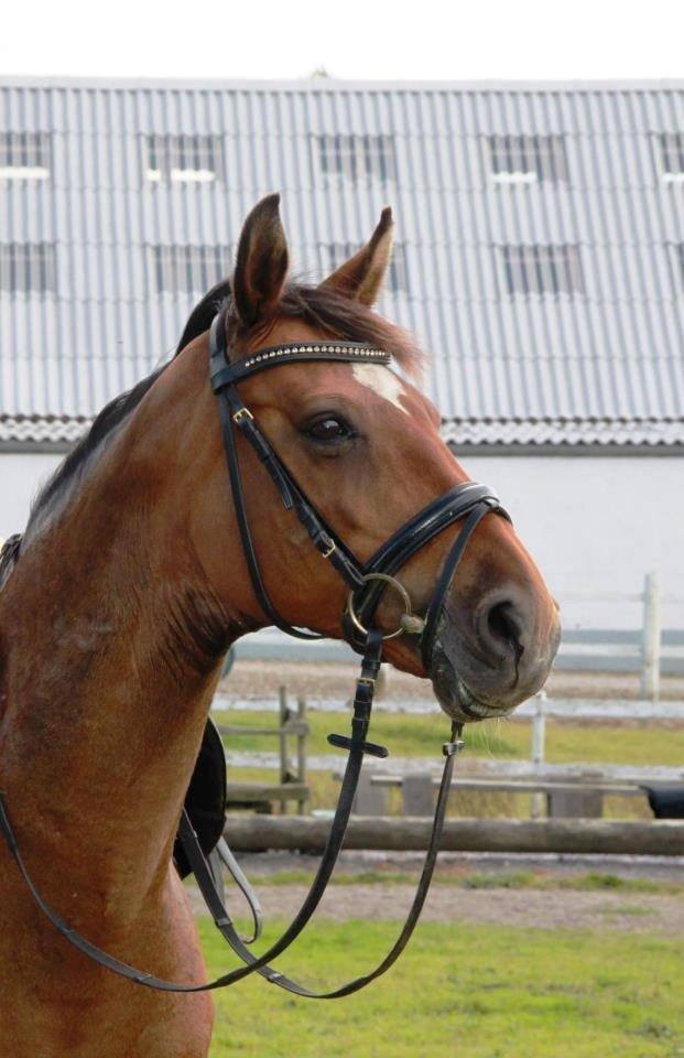 Dansk Varmblod Gurkemeje Brunshøj (himmel hest <3 )  billede 5