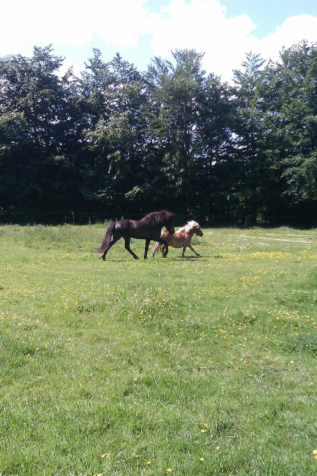 Islænder Stökull fraStudsgaard billede 3