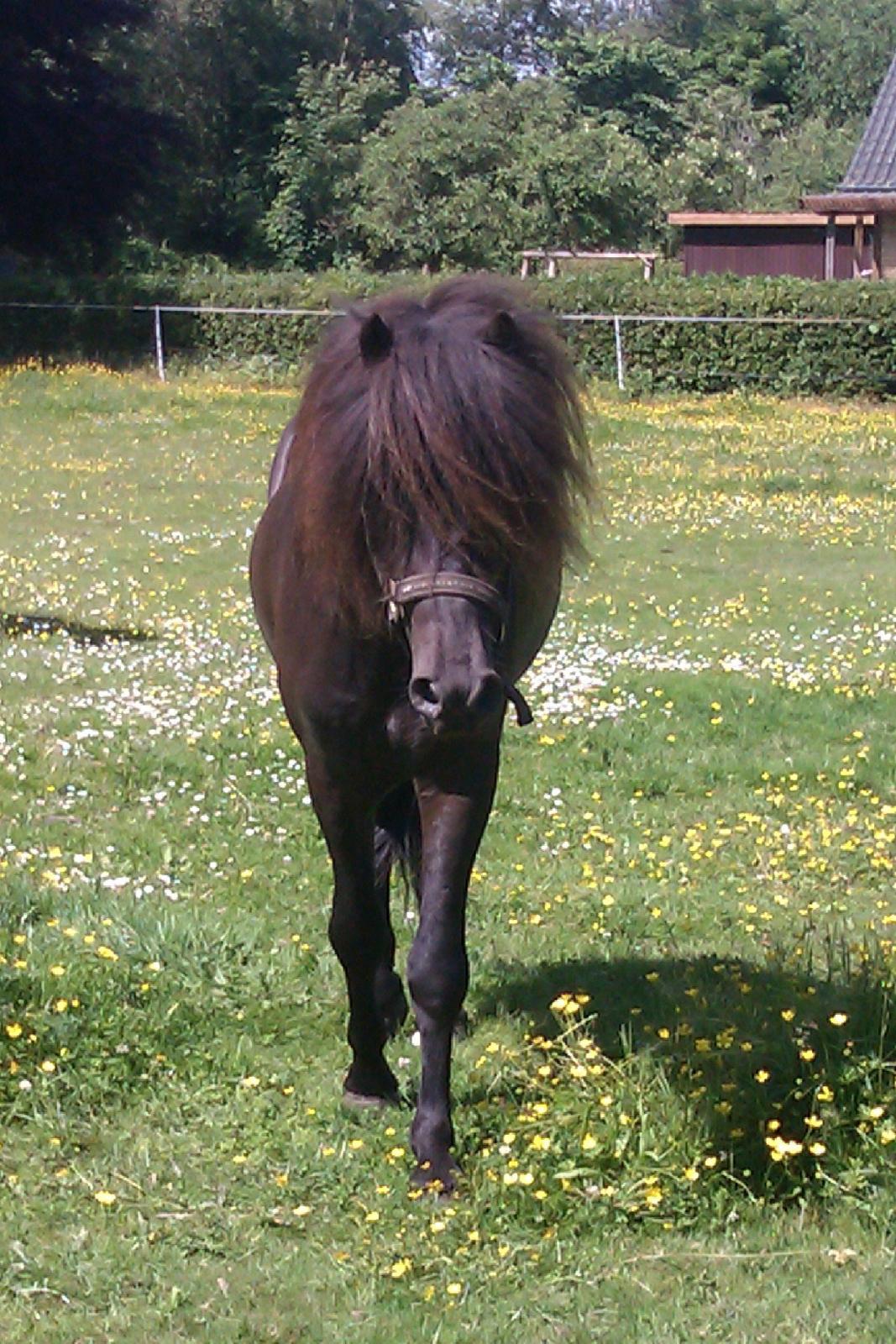 Islænder Stökull fraStudsgaard billede 4