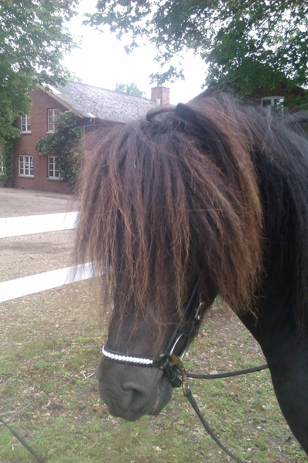 Islænder Stökull fraStudsgaard billede 8