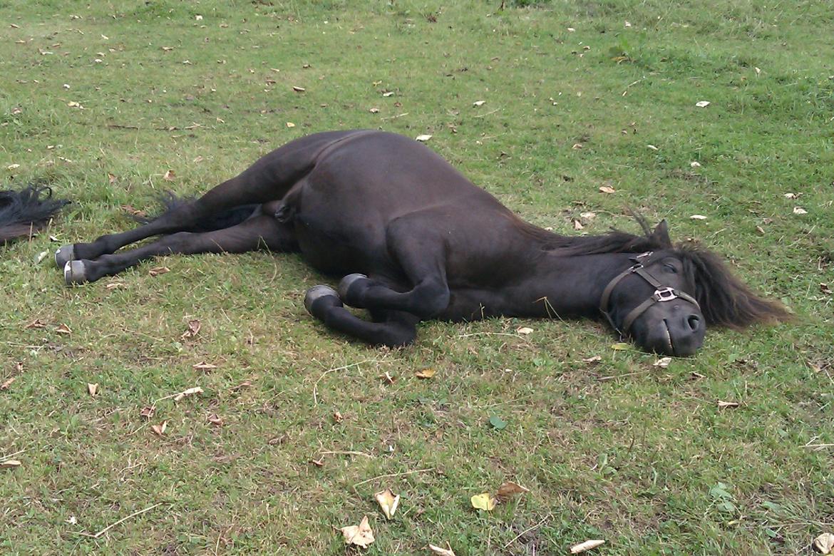 Islænder Stökull fraStudsgaard billede 9