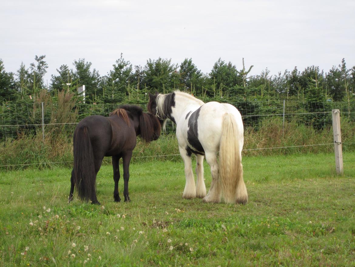 Islænder Stökull fraStudsgaard billede 10