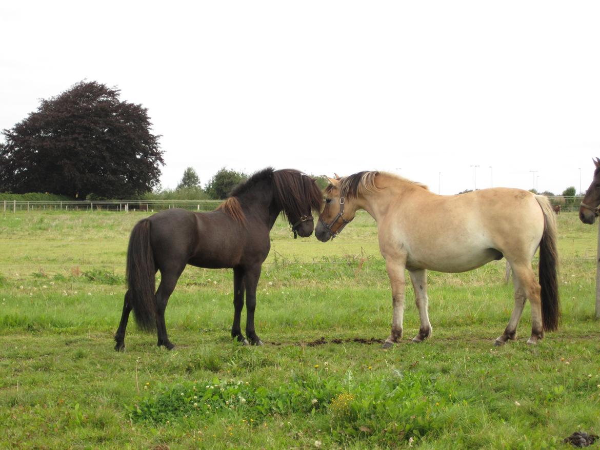 Islænder Stökull fraStudsgaard billede 11