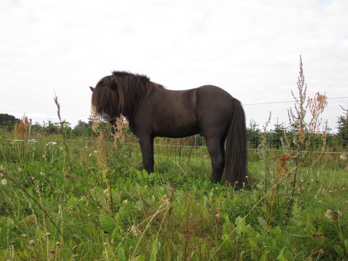 Islænder Stökull fraStudsgaard billede 12