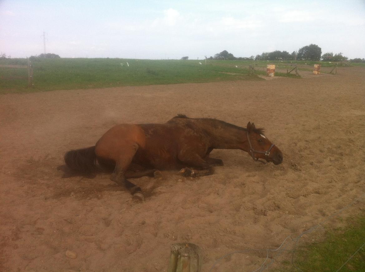 Dansk Varmblod Gurkemeje Brunshøj (himmel hest <3 )  billede 6