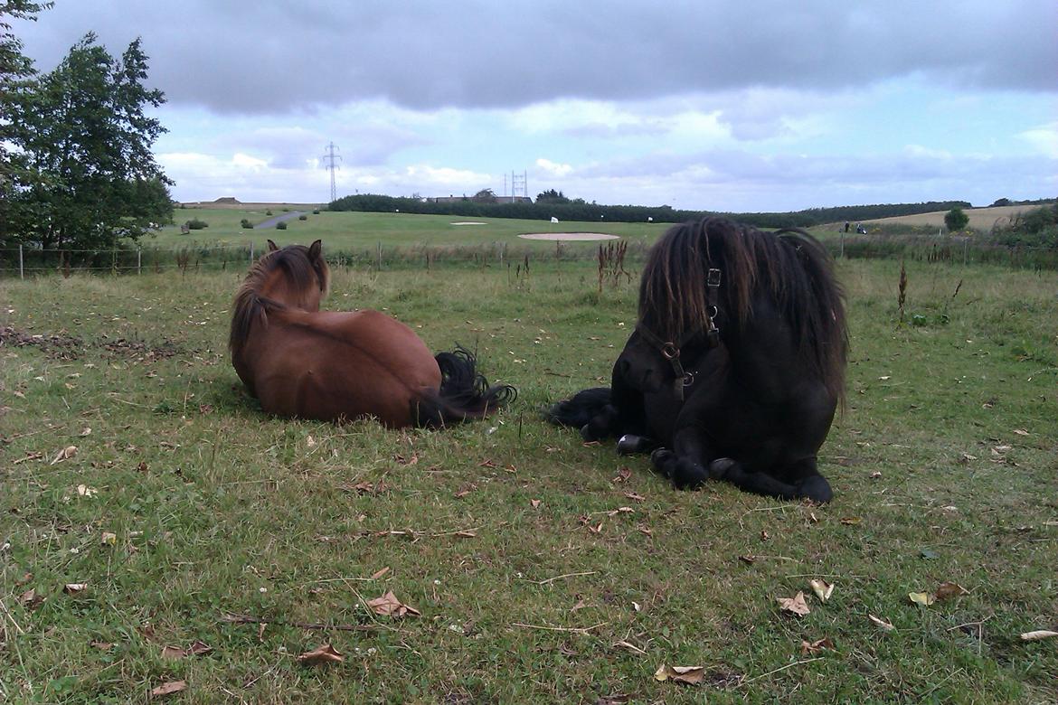 Islænder Stökull fraStudsgaard billede 13