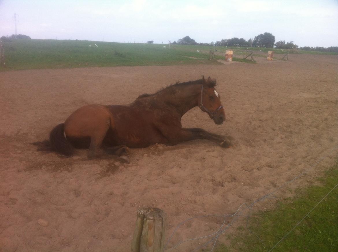 Dansk Varmblod Gurkemeje Brunshøj (himmel hest <3 )  billede 7