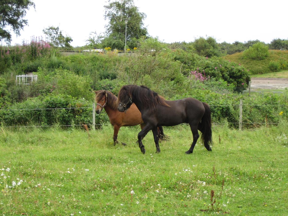 Islænder Stökull fraStudsgaard billede 14